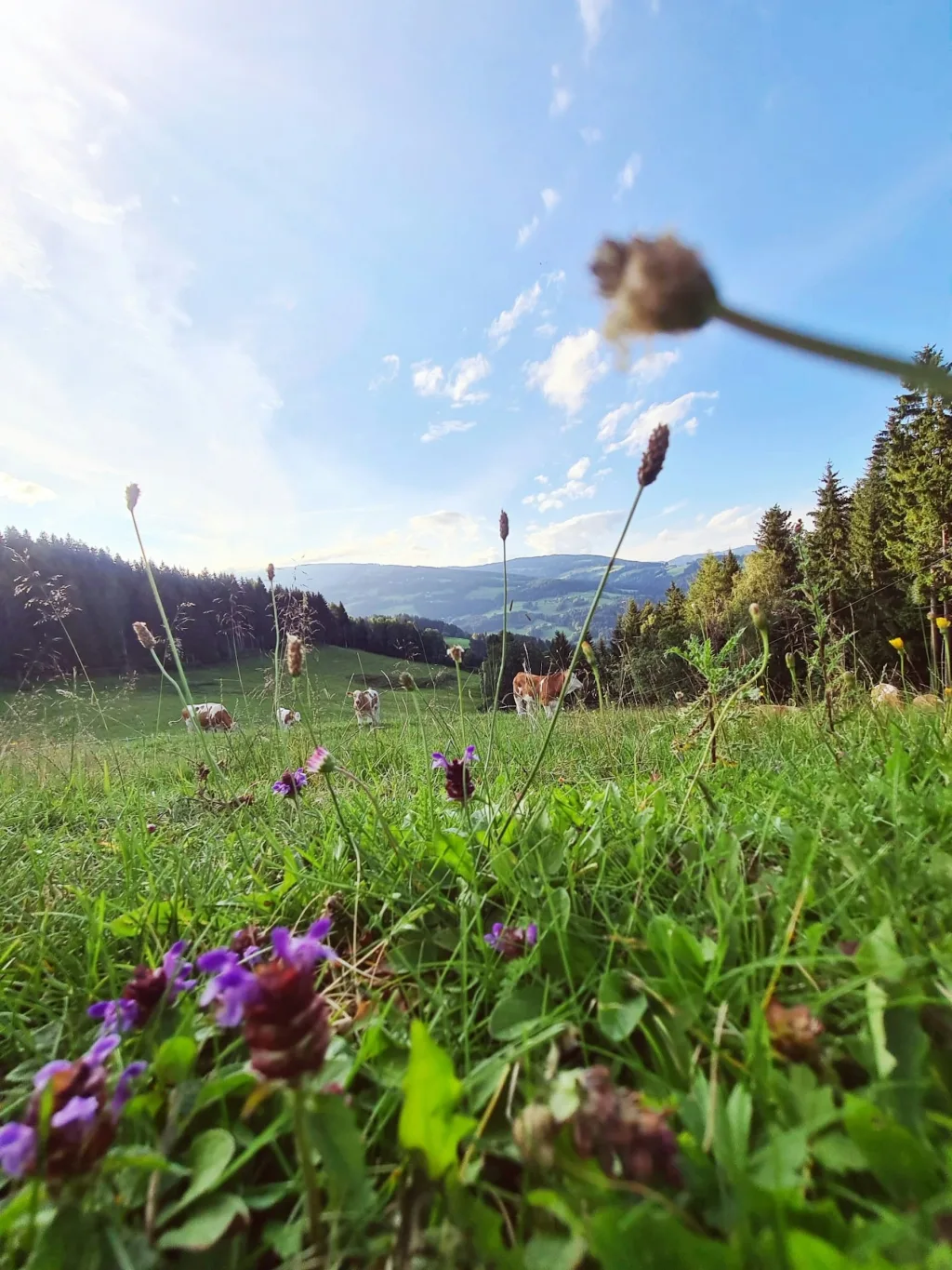 Berg-Bauernhof mit Ausblick