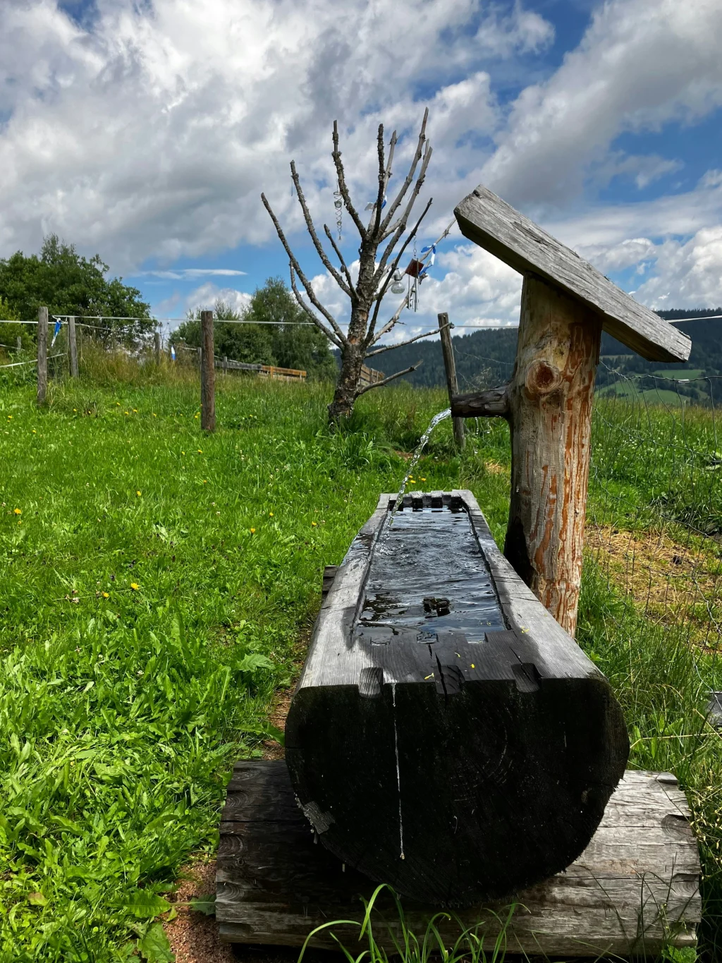 Sonniger Stellplatz im Zirbenland