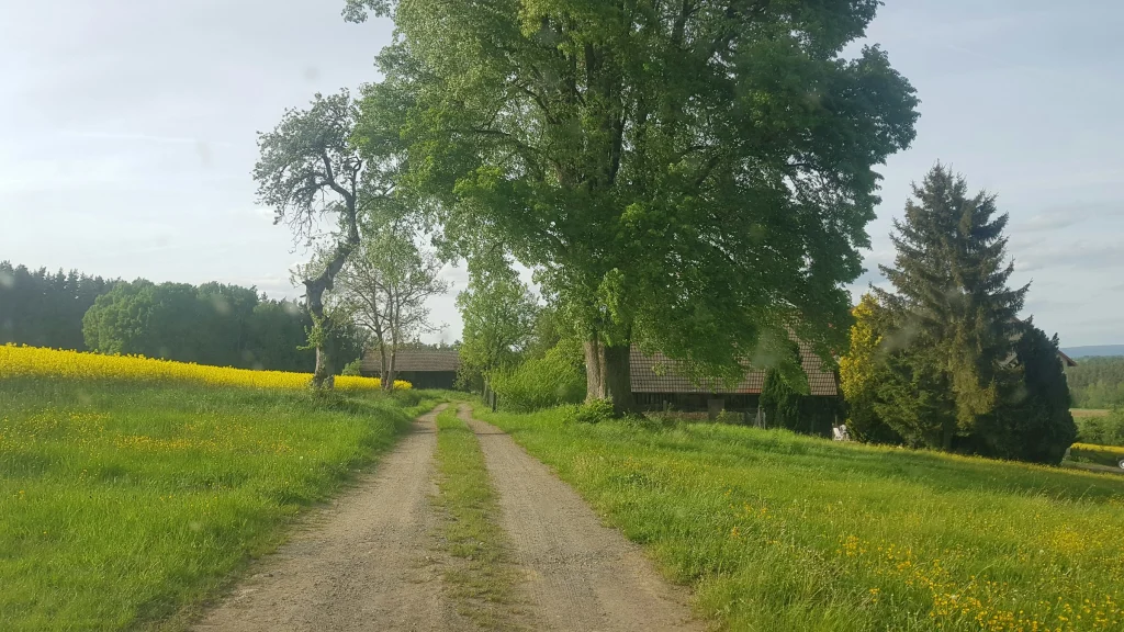 Wiese am Waldrand mit Aussicht