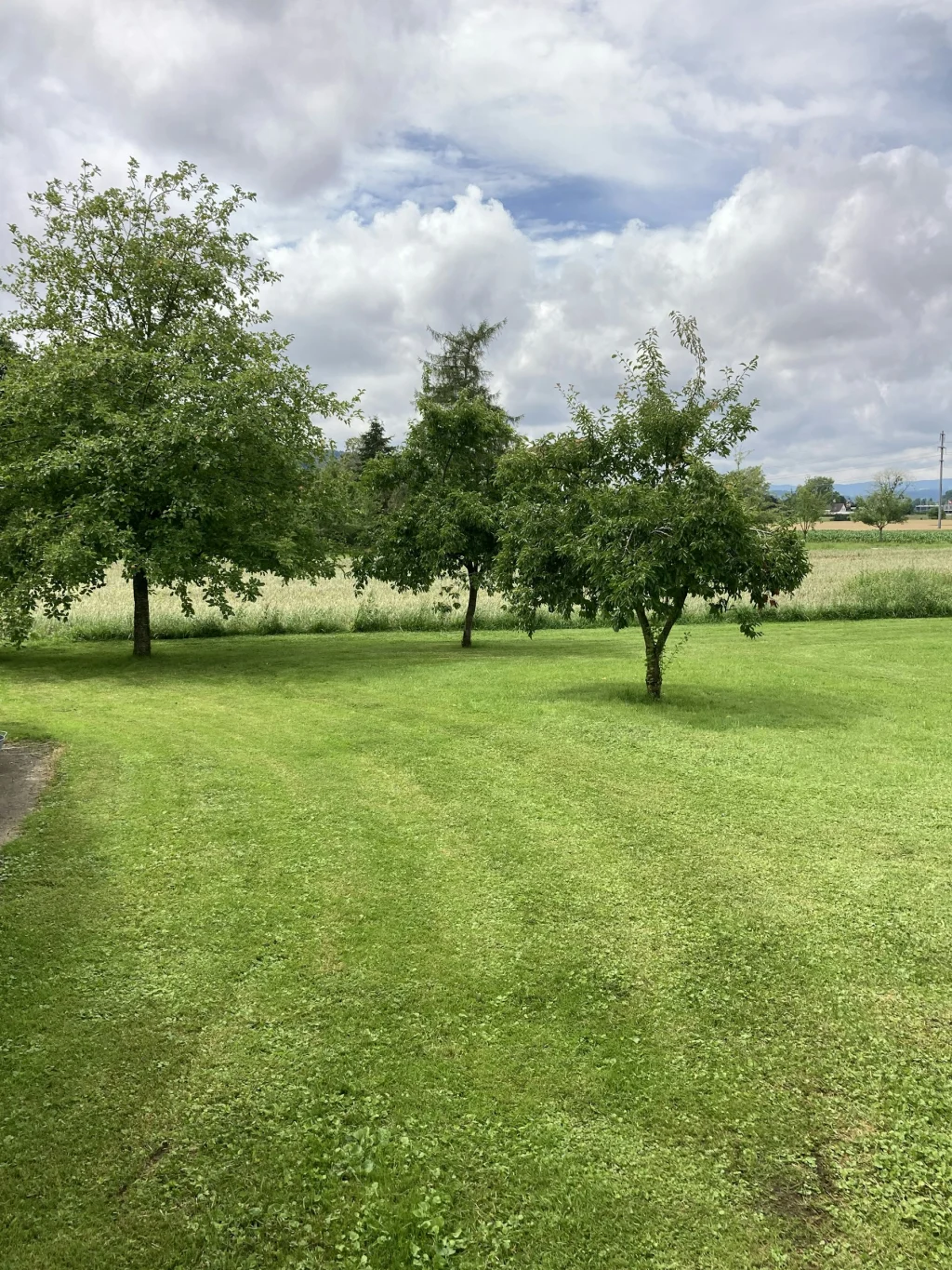 Campingwiese mit Bäumen...
