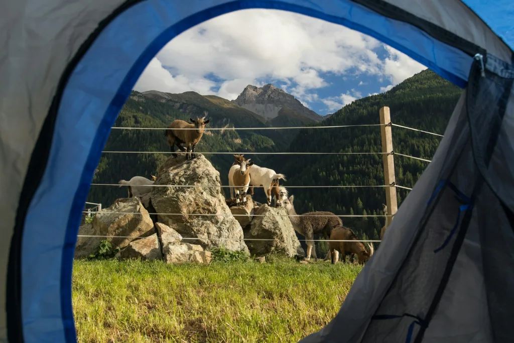 Zeltcamp Ustaria la stalla Engadin