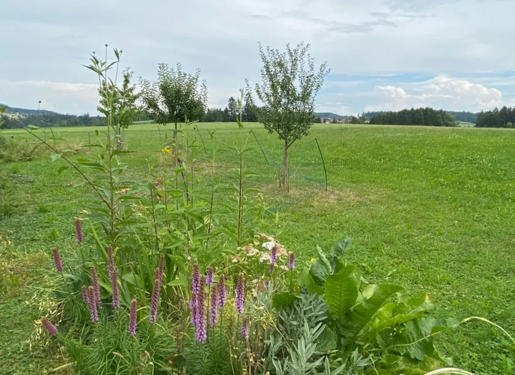 Ruhige Wiese mit Obstbäumen