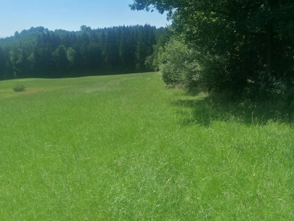 Wiese mit Waldaussicht und Ruhe