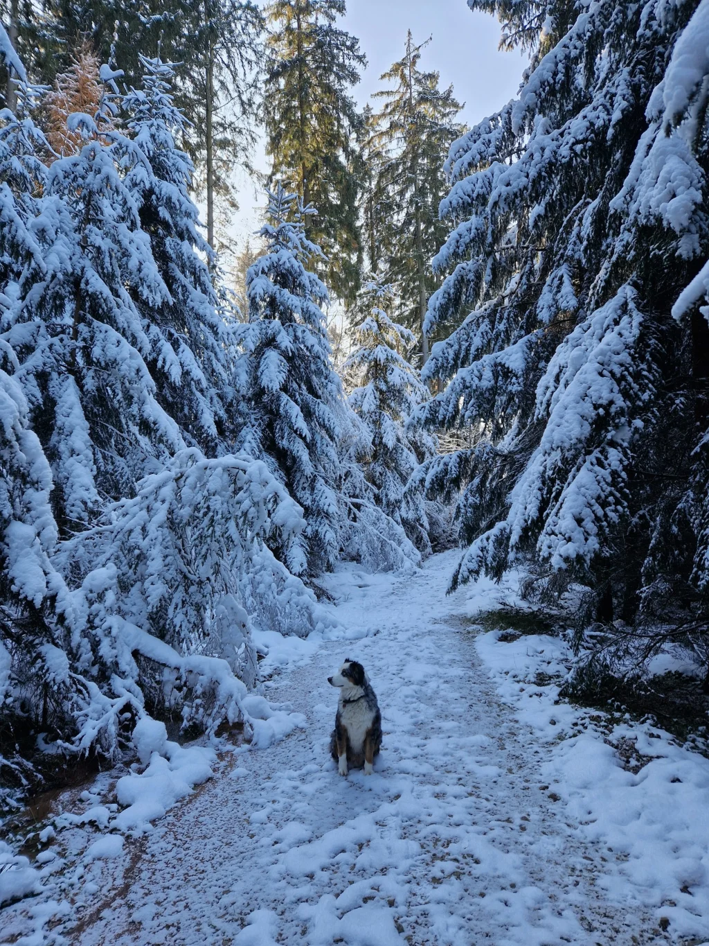 Burgruinenblick im schönen Odenwald