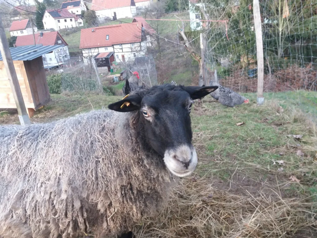 Fahrrad-& Wandercamp Dorf Wehlen