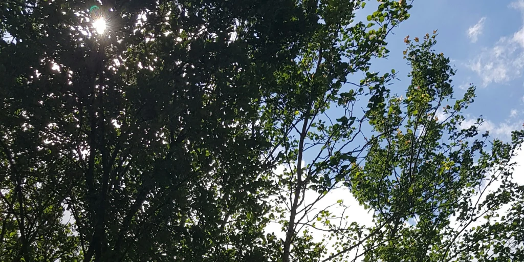 Gartenwiese zwischen Wald und Feld