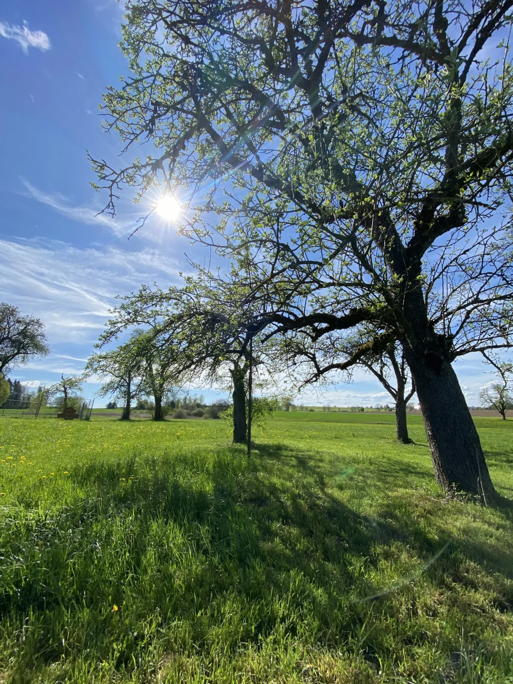 Wiese, Wald, Weitblick – Natur pur!
