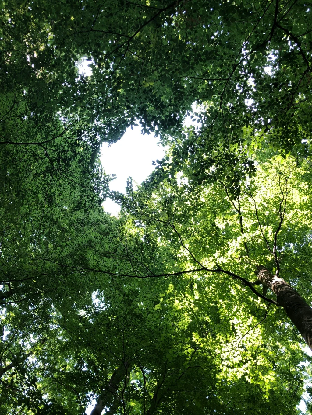 Schweben im  Buchengrün