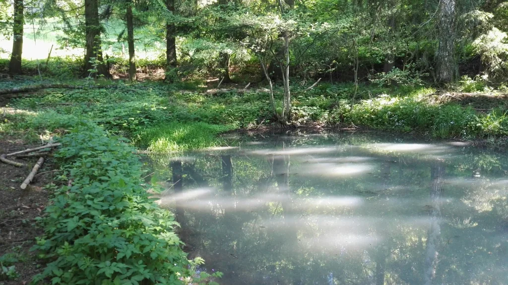 3000m² Waldgrundstück mit Bachlauf