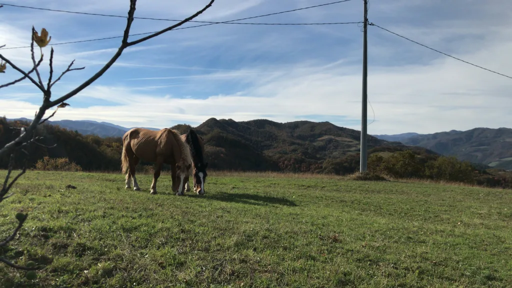 Campeggia nel bosco
