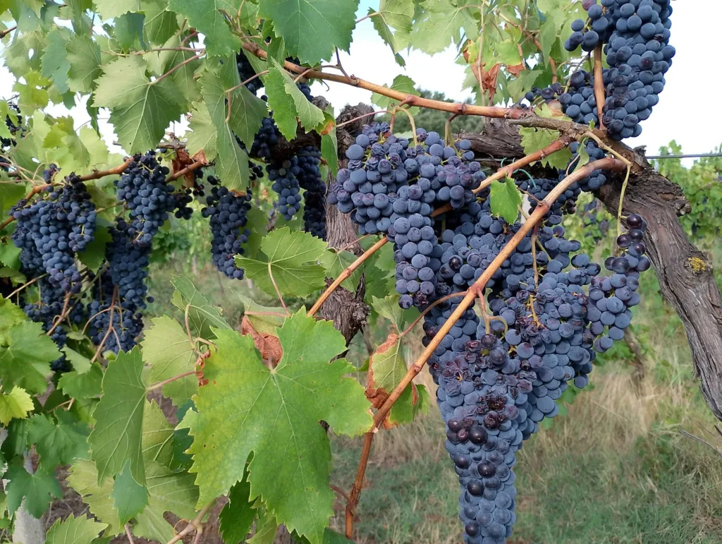 Landgut in der Maremma, Toskana