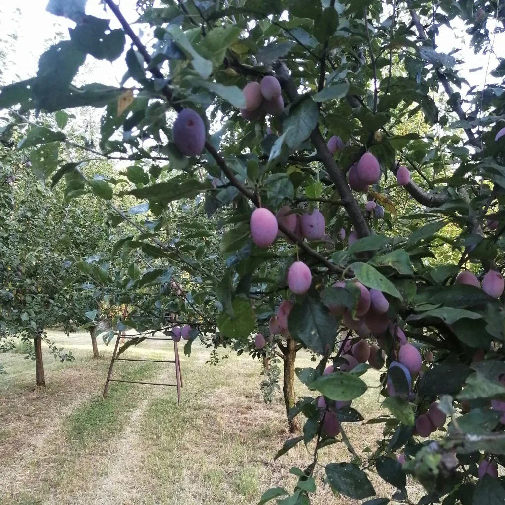 Il prato e la vigna dell'Agricola
