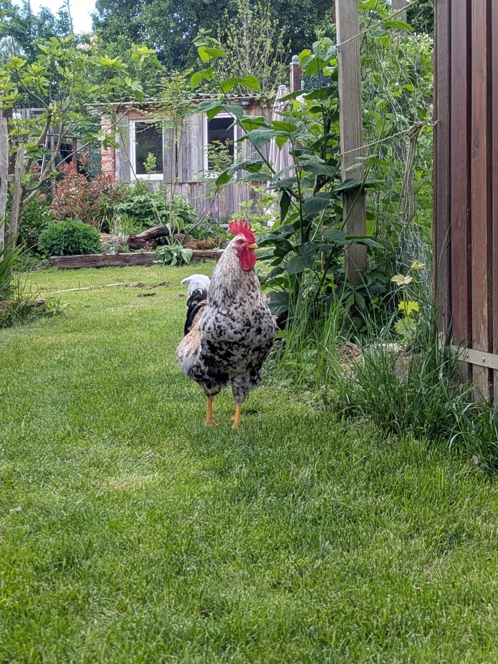 Unsere Hoftiere machen ab und zu einen Rundgang über das Campspace um nach dem 'Rechten' zu gucken.
