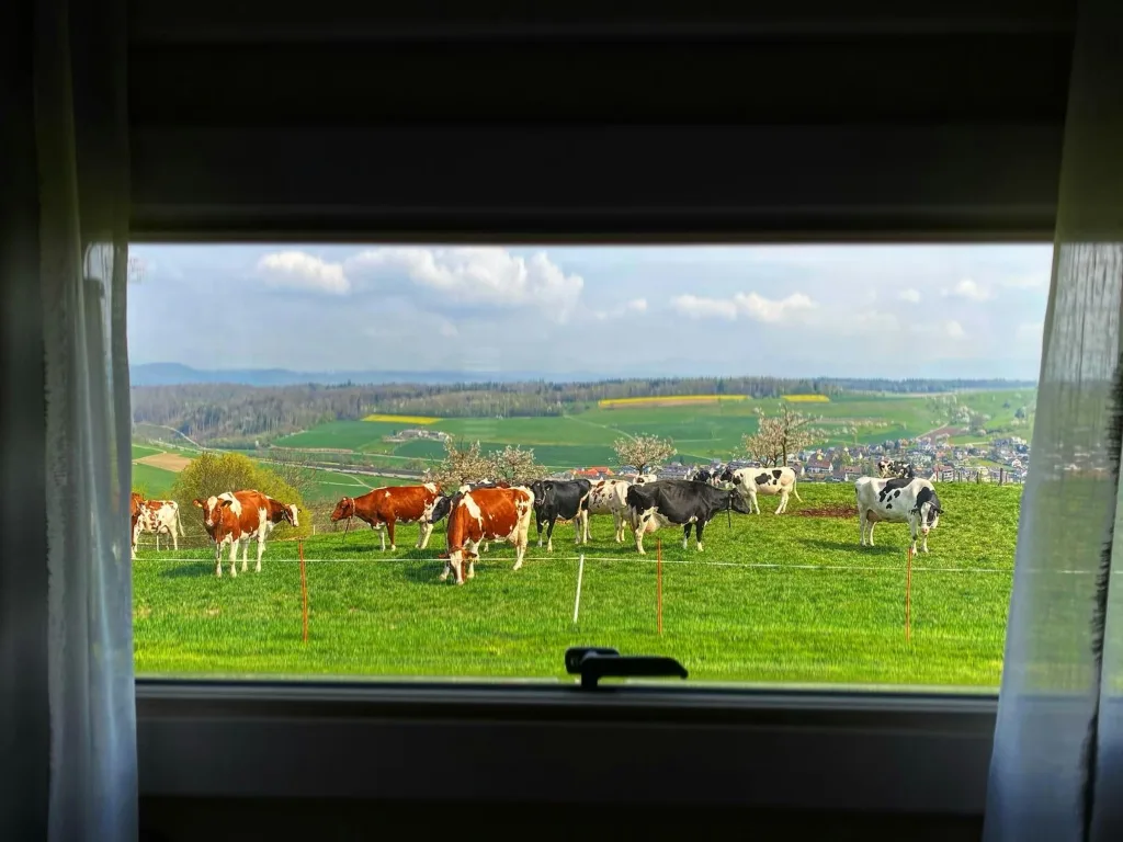 Champ vom Haldenhof