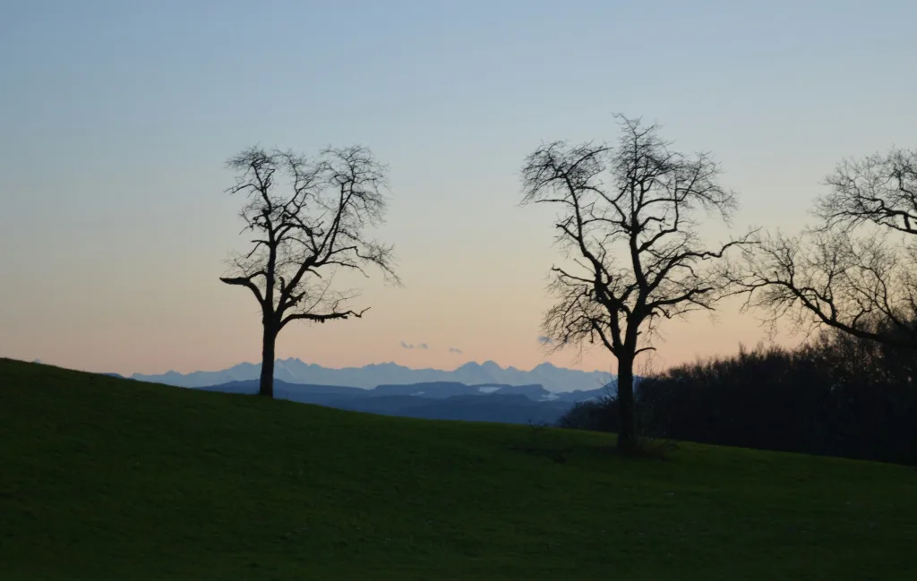 Möhrenblick