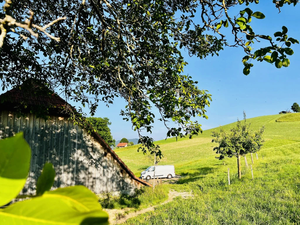 Der Grosse Nussbaum neben an.