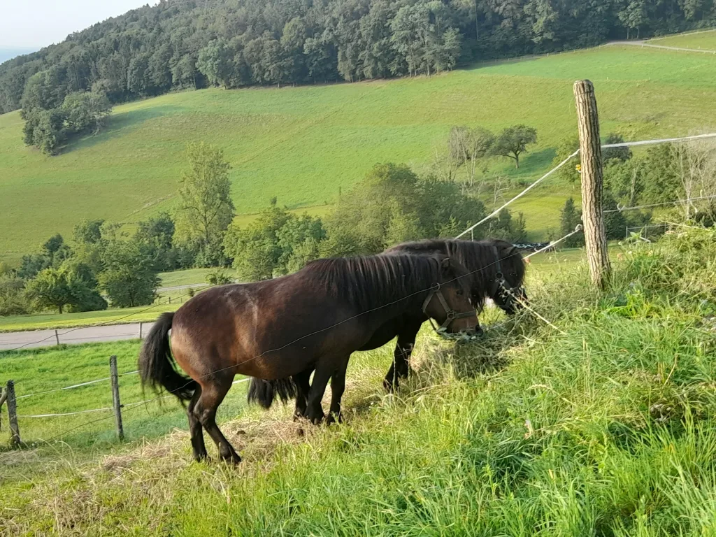 Campen beim Martibur