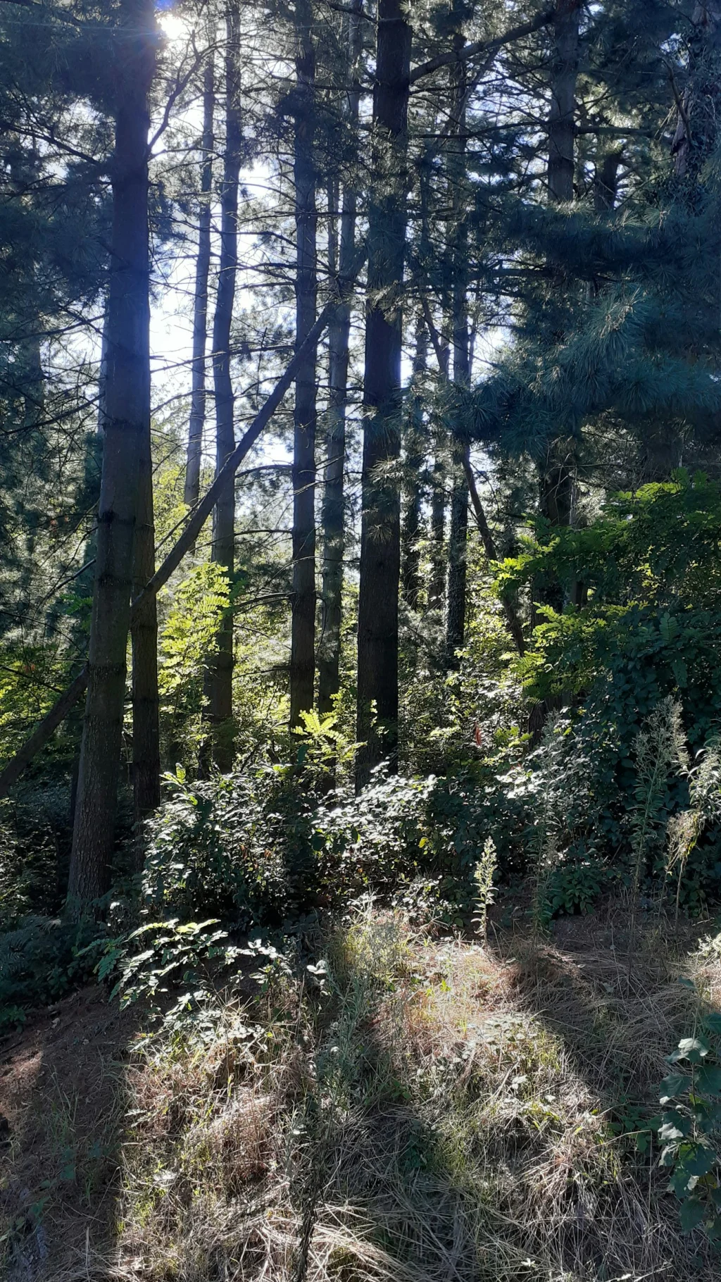 L'oliveraie Taurine et permaculture.