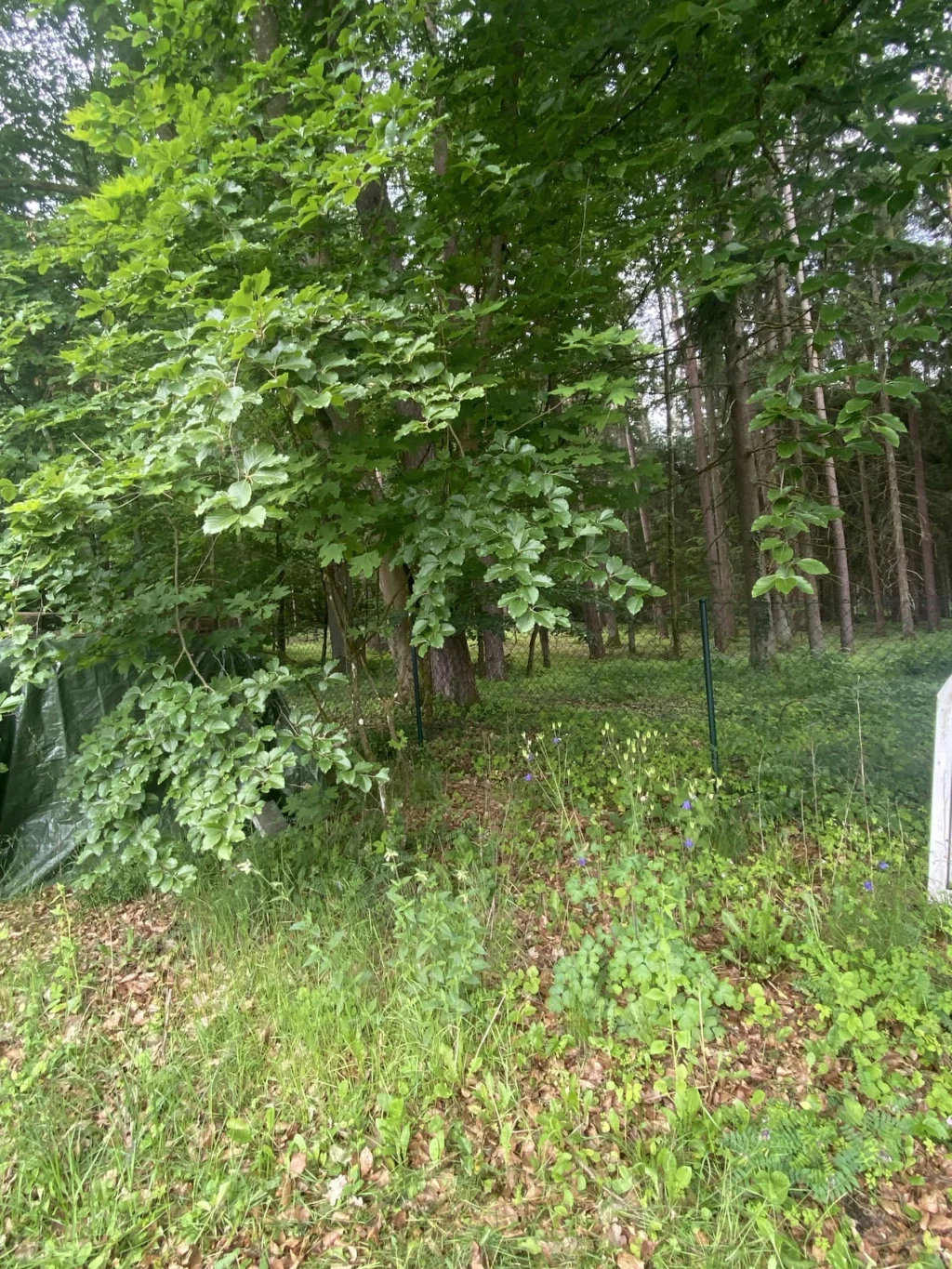 Gartengrundstück im Wald