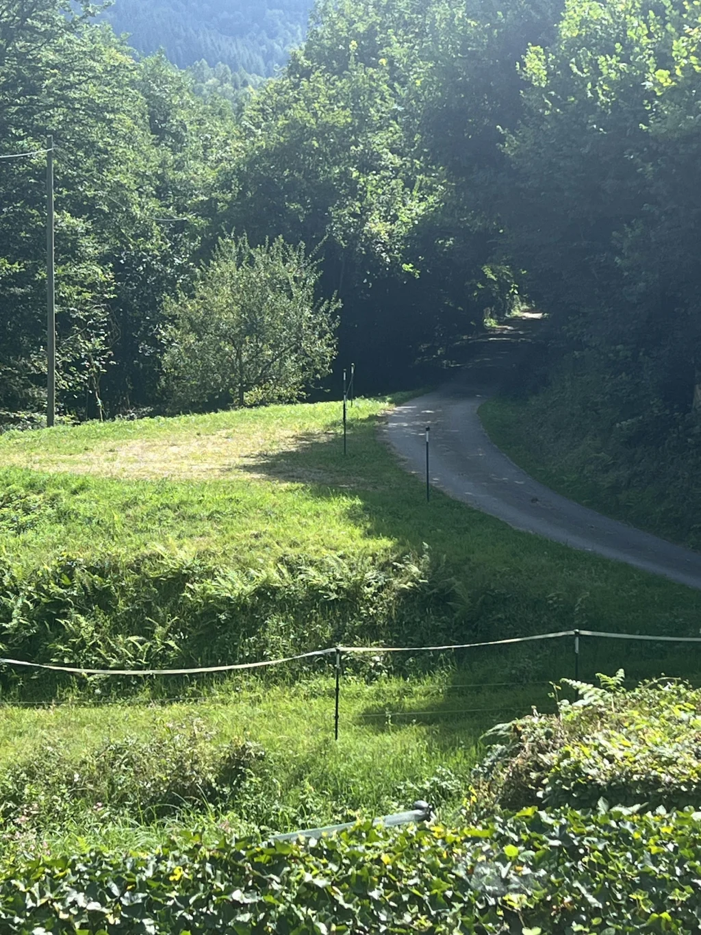 Camp - Schauinsland Lamas