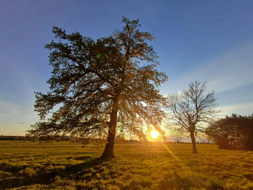 Camping auf der Waldinsel