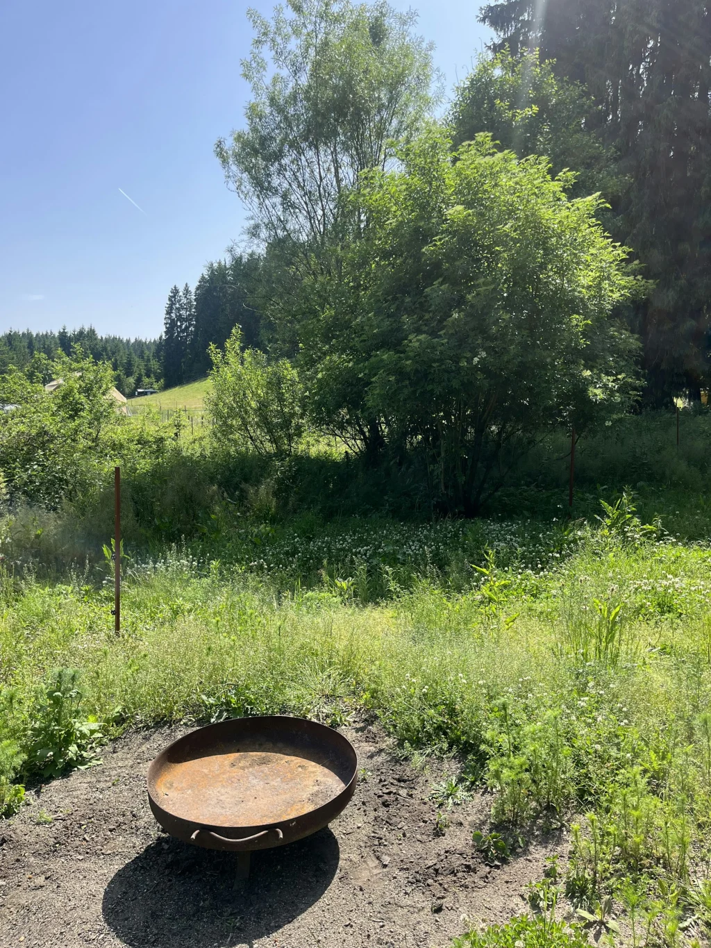 In Richtung der Schlehenbäume befindet sich ein wunderbarer Holunderbaum, der an heissen Sommertagen Schatten spendet.