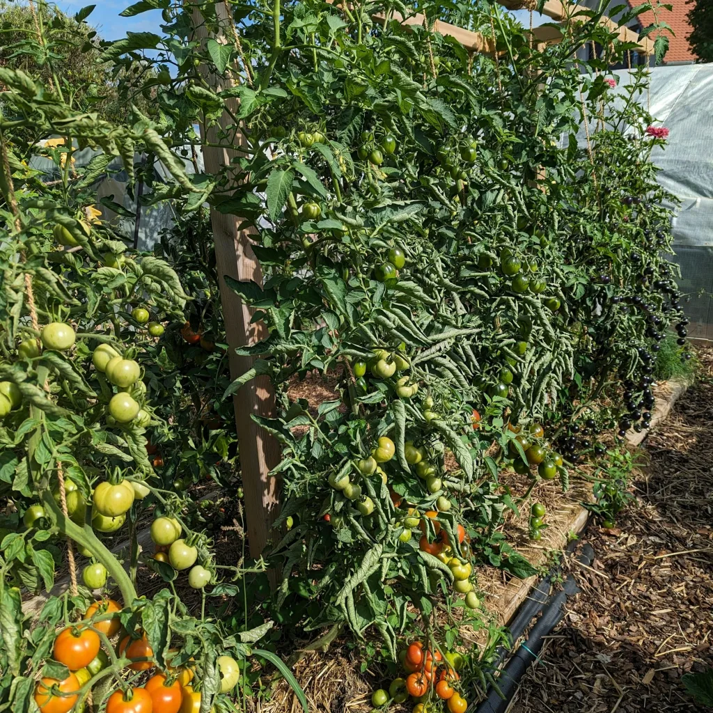 Campen im Hofreute Garten