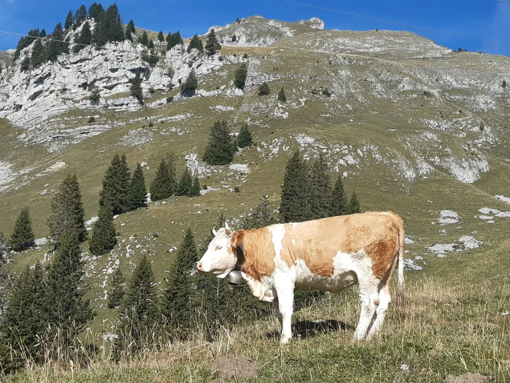 Camp Fuhra im Jauntal