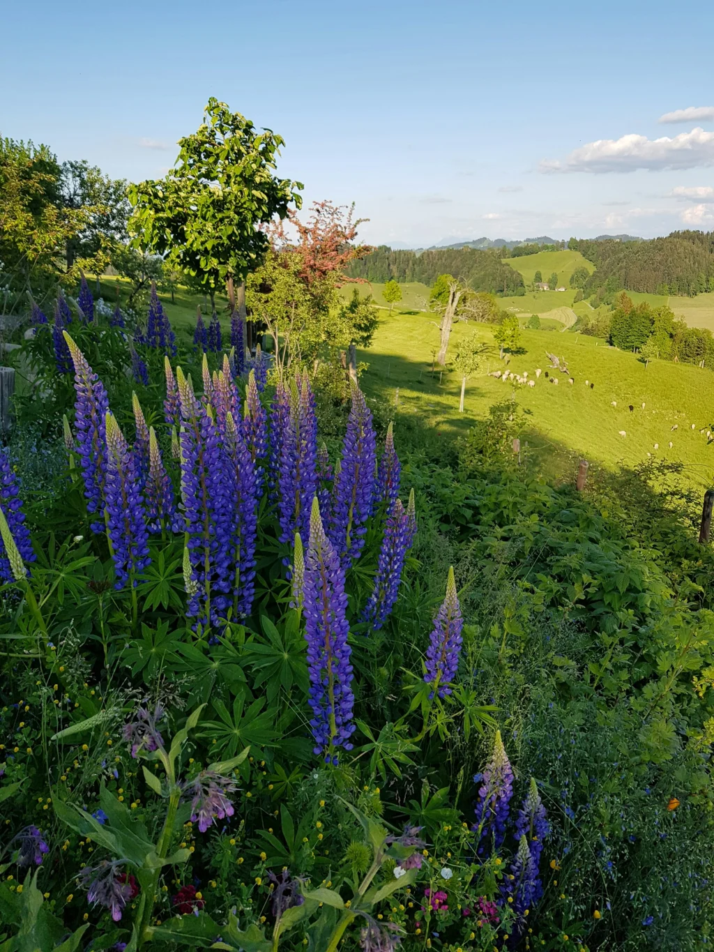 Mittler Gernet - Baumgarten