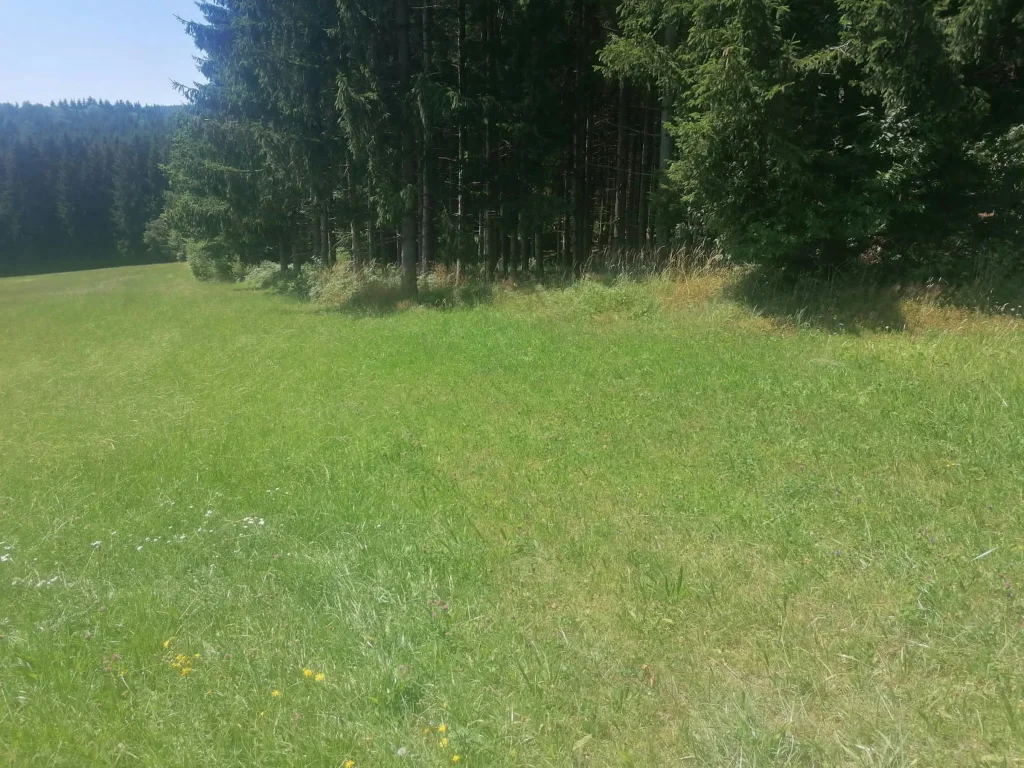 Wiese mit Waldaussicht und Ruhe