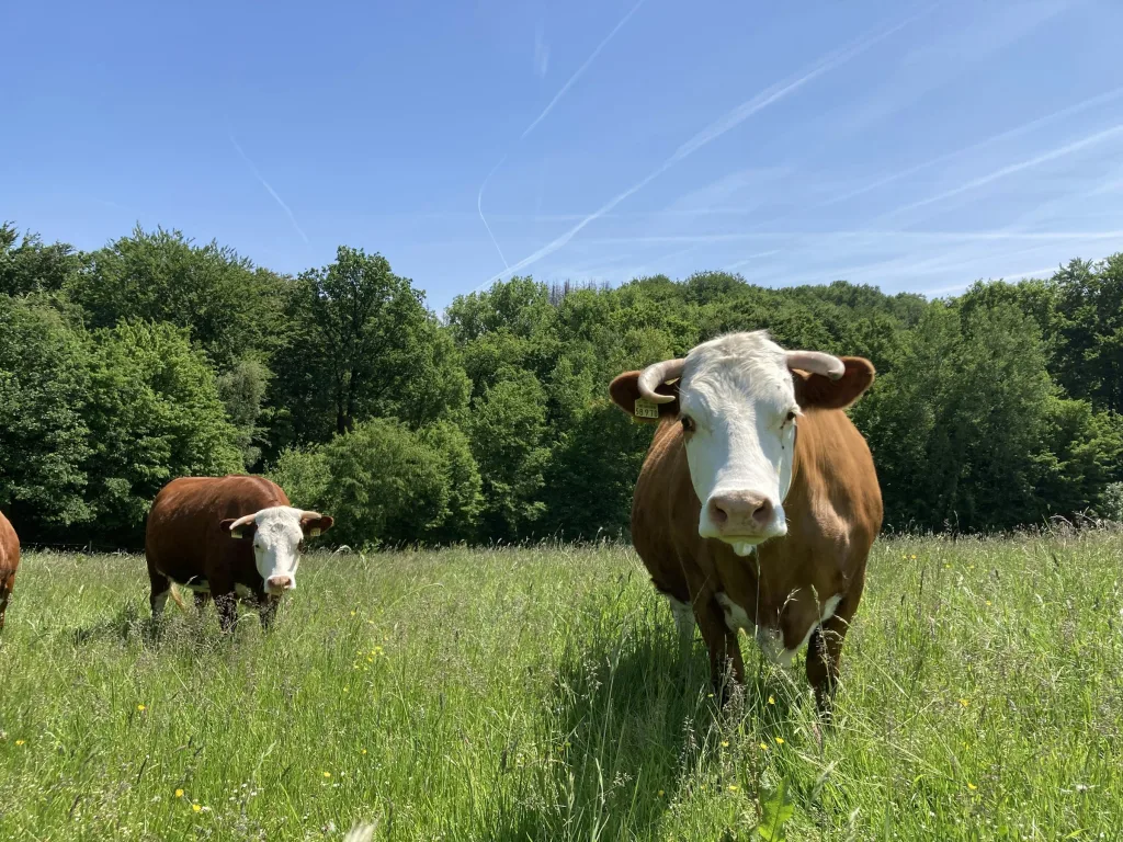 Offenstall Schwellenbach