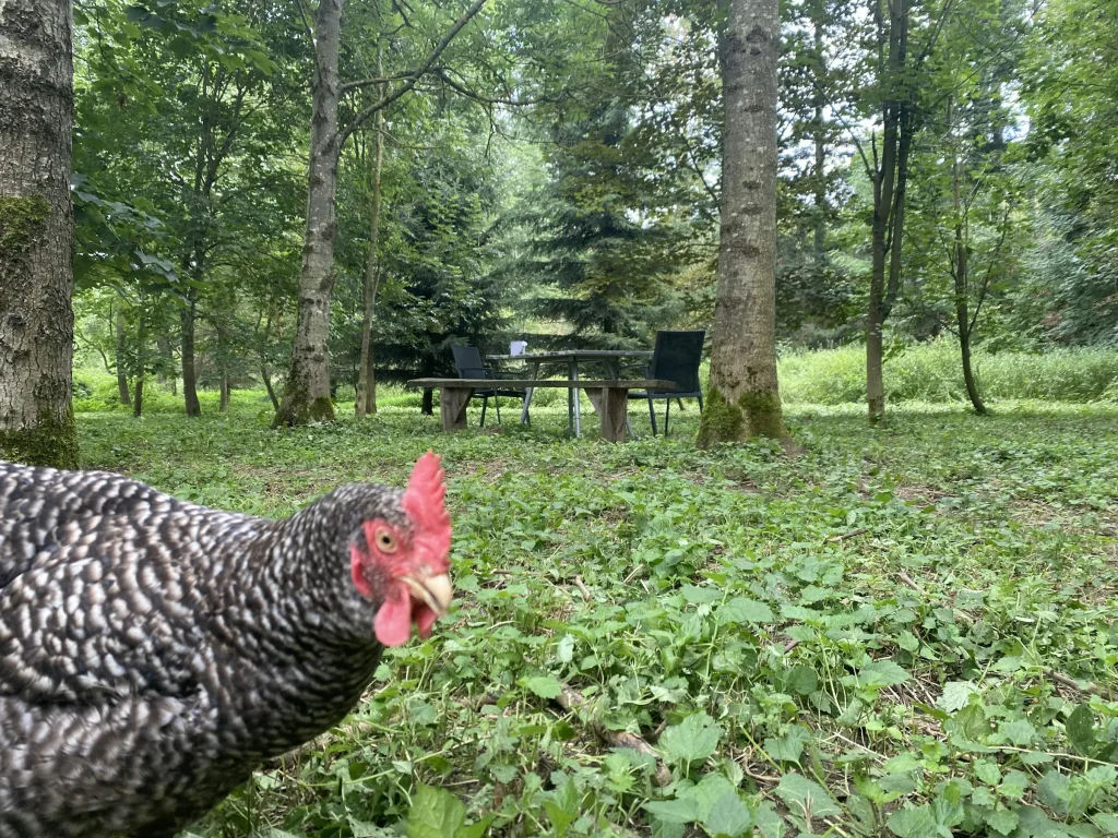 Ruhiges Plätzchen am Waldrand