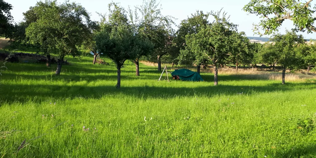 Streuobstwiese nähe Waldrand