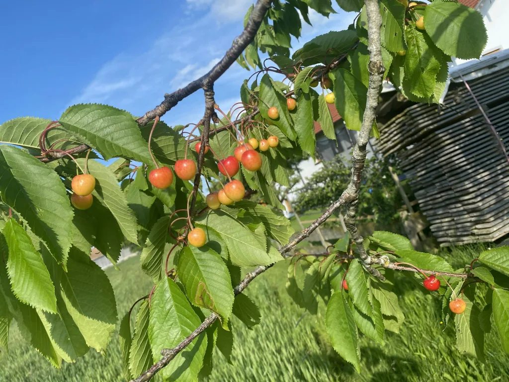 Obstanger, Sunset Place, Walser