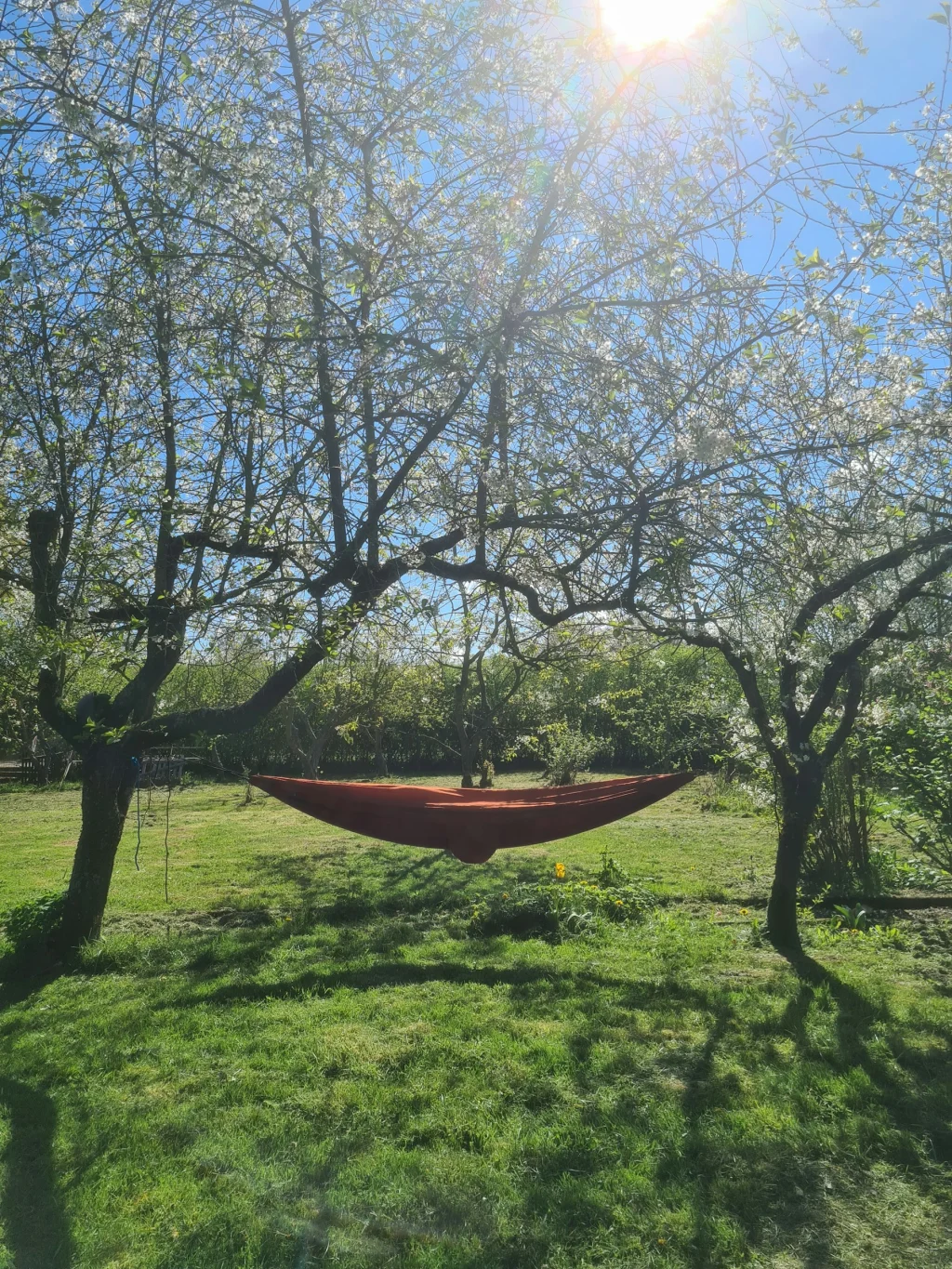 Zelten auf der Obstwiese