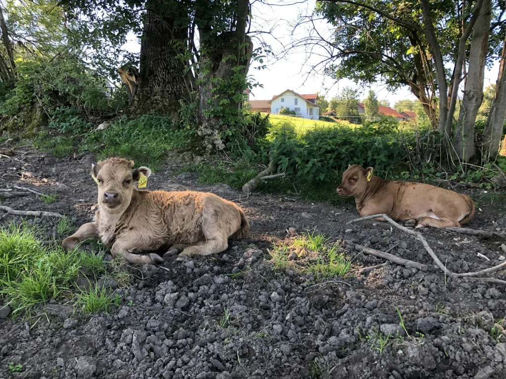 Mit Pferd und Kuh auf Du und Du