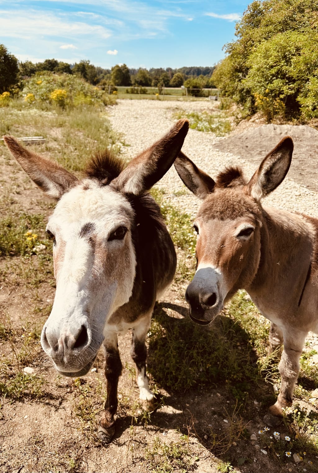 Happy & Sugar