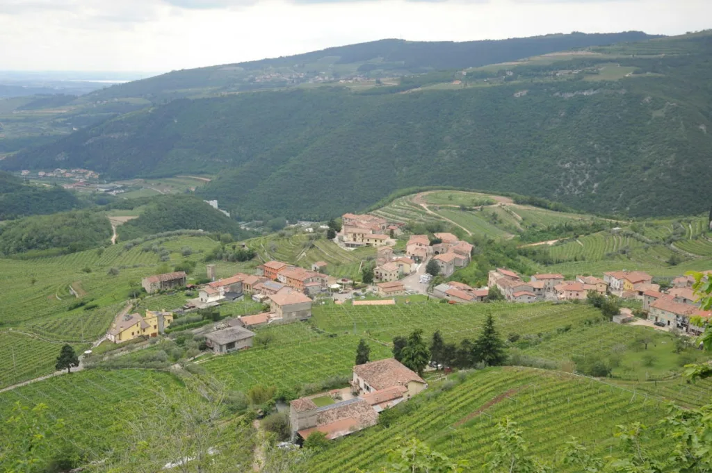 Wineyard camping