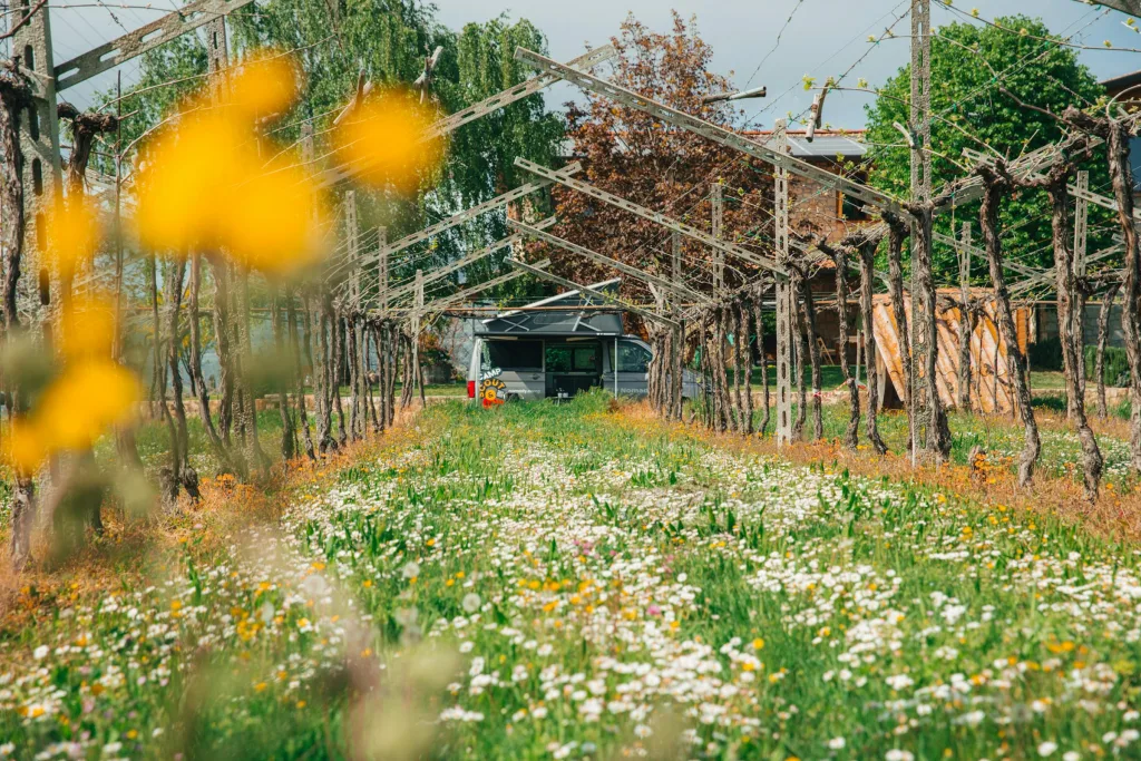Corte Odorico Winery