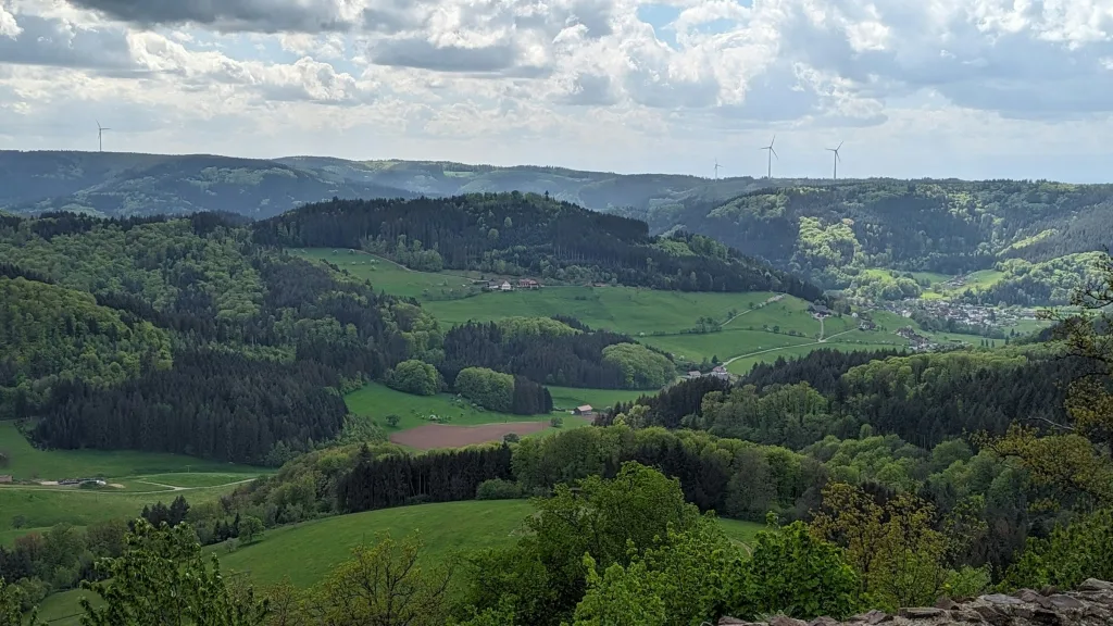 Schwarzwaldtannen mit Panormablick