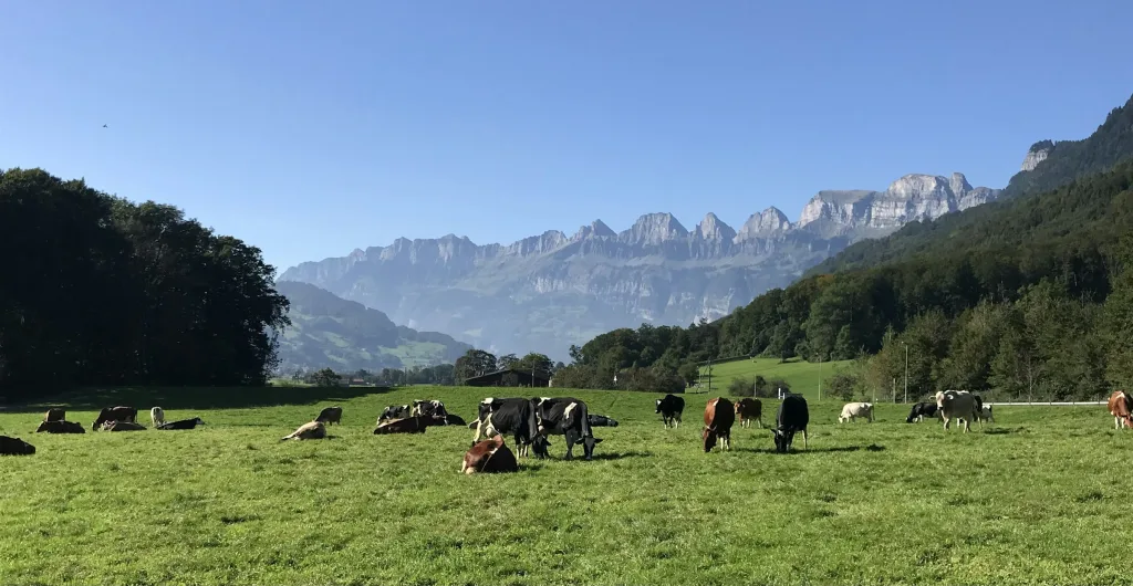 Natur und Panorama Camp "Stein"