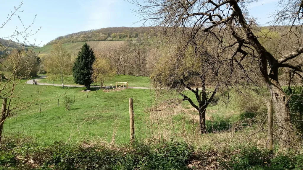 Obstwiese mit Ahrblick