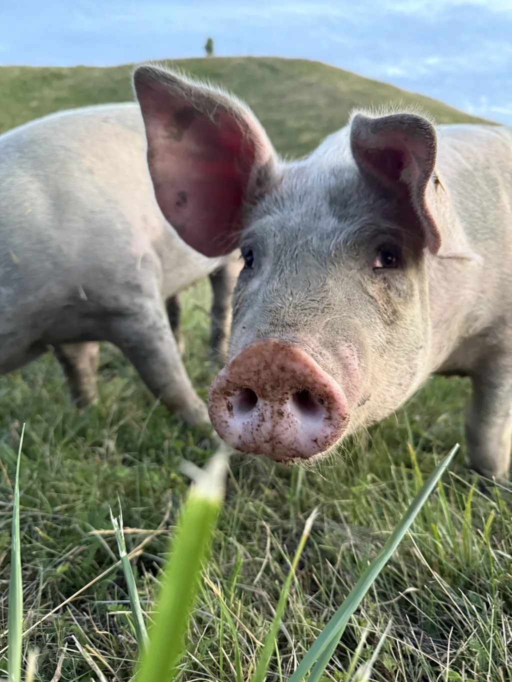 Unsere Weideschweine verbringen den Sommer auf den Weiden in der Nähe des Stellplatzes.
