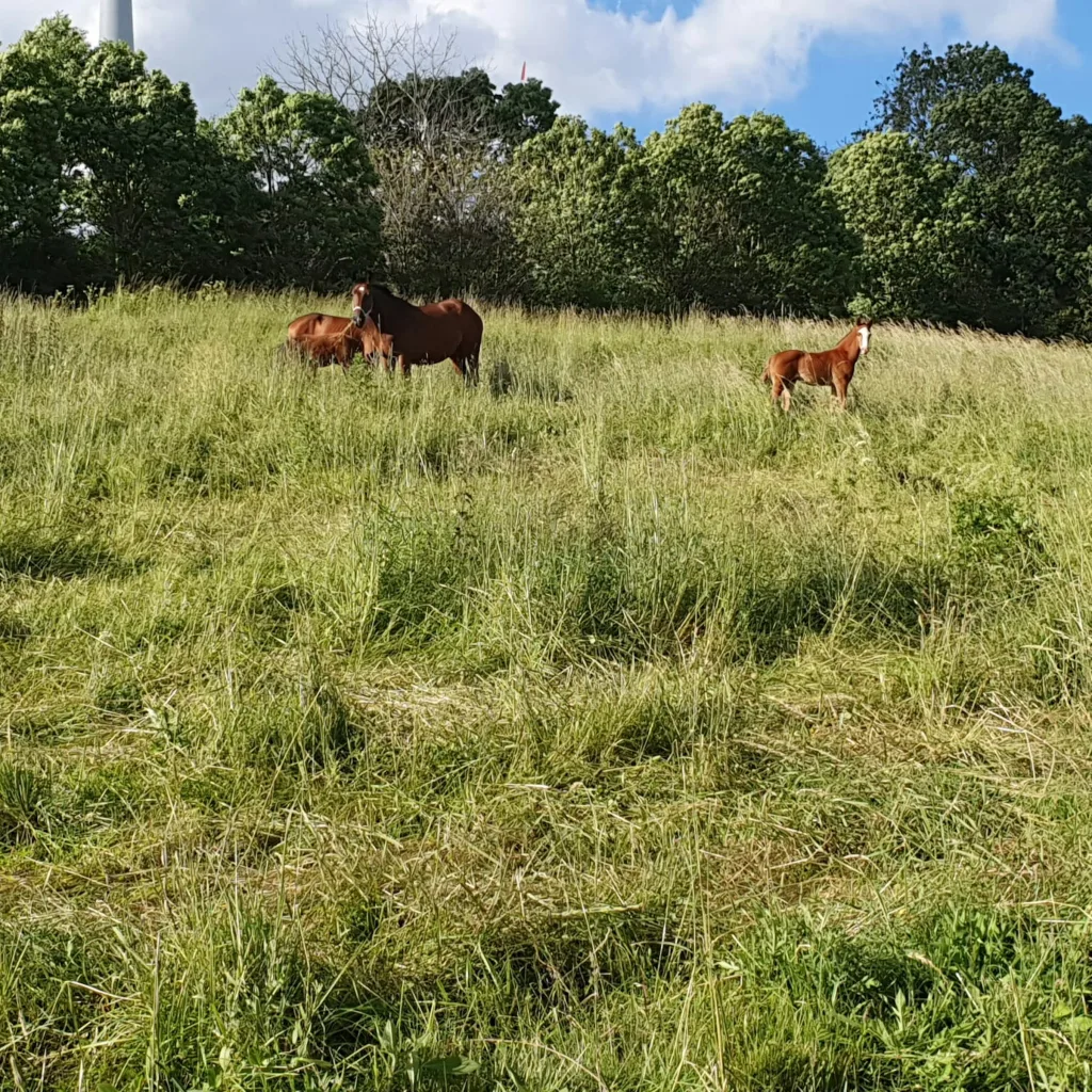 Stellplatz neben dem Hof