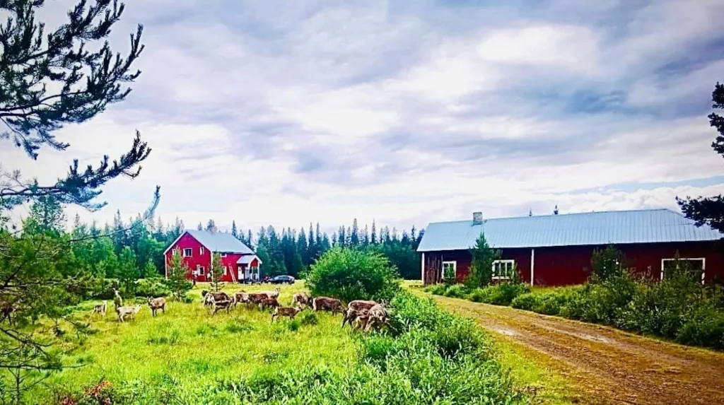 Echtes Lappland - im Wald & am See