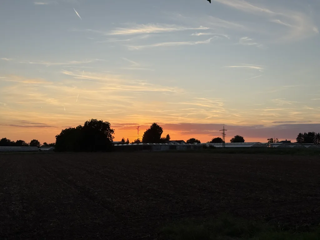 Sunset unterm größten Nussbaum