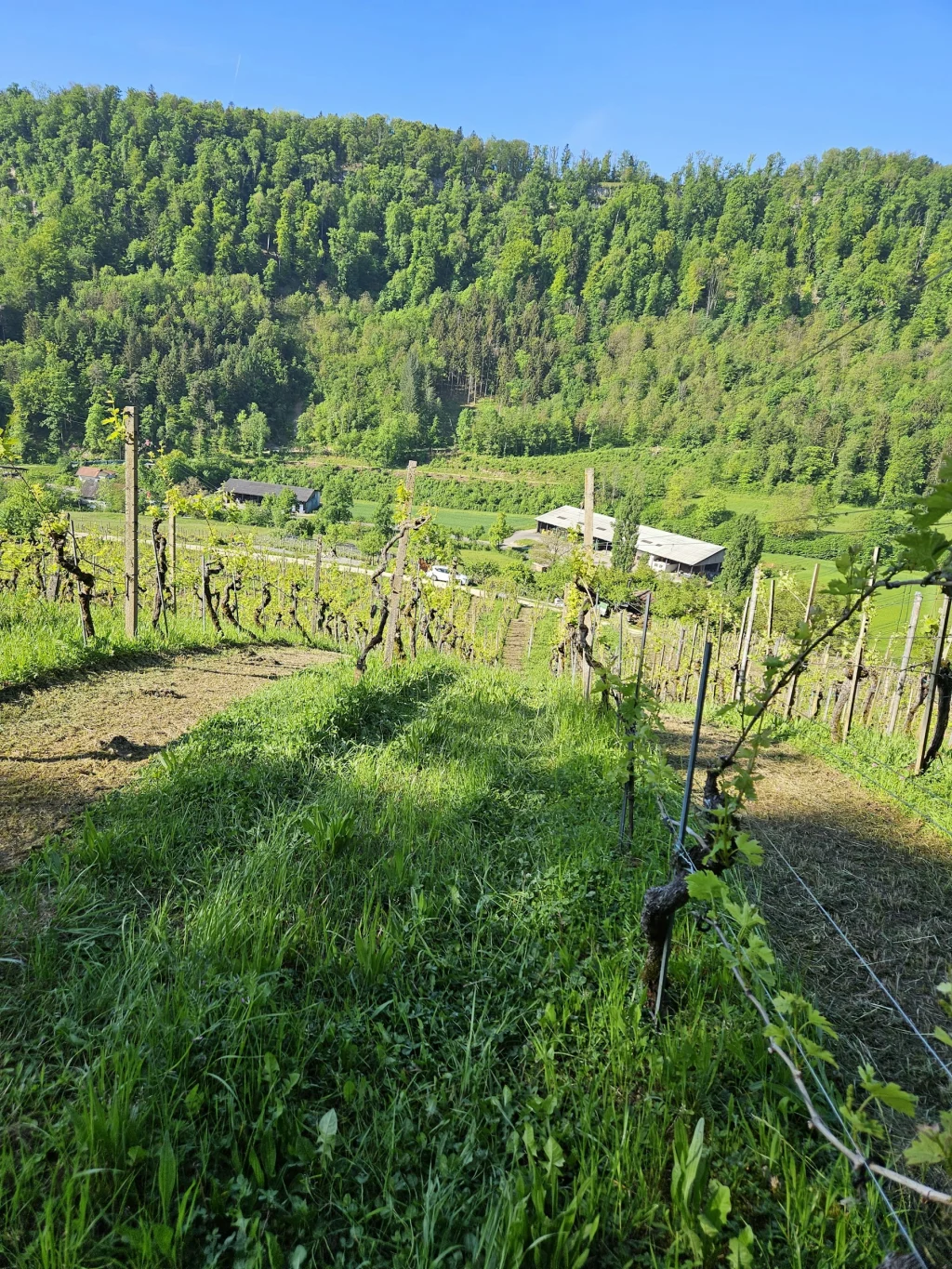 Leigrueb Hof