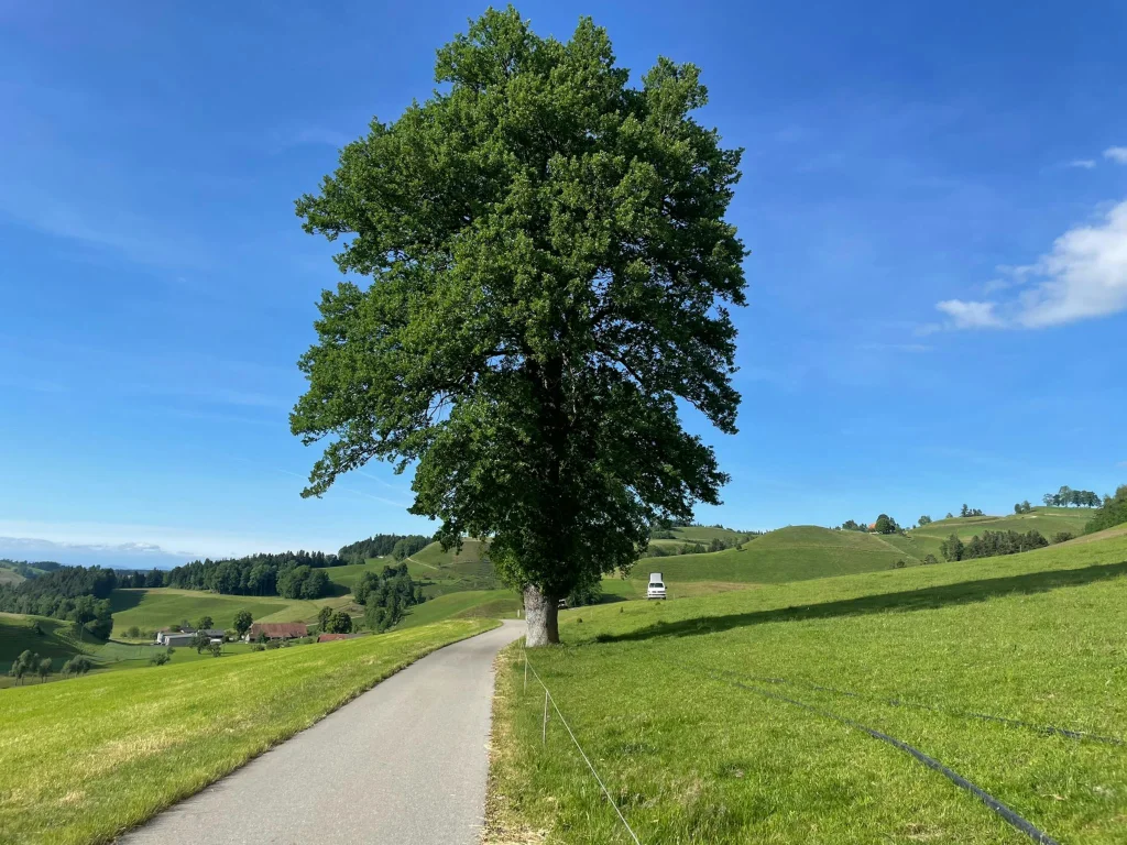 Luchsernboden Camp