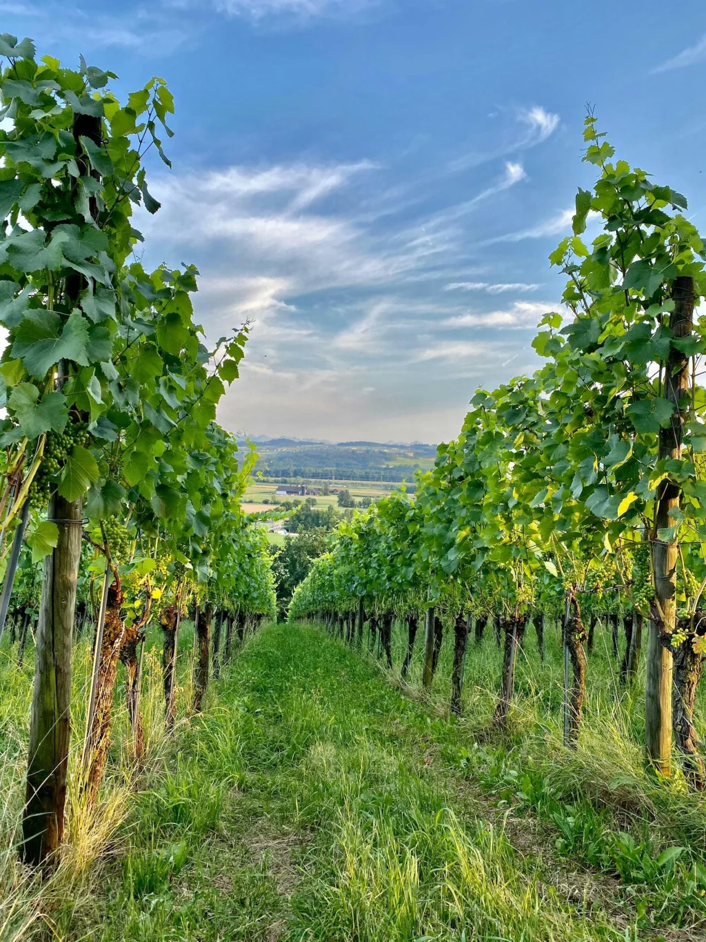 Weingut erleben