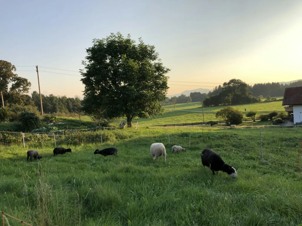 Schafswiese im Allgäuer Seenland